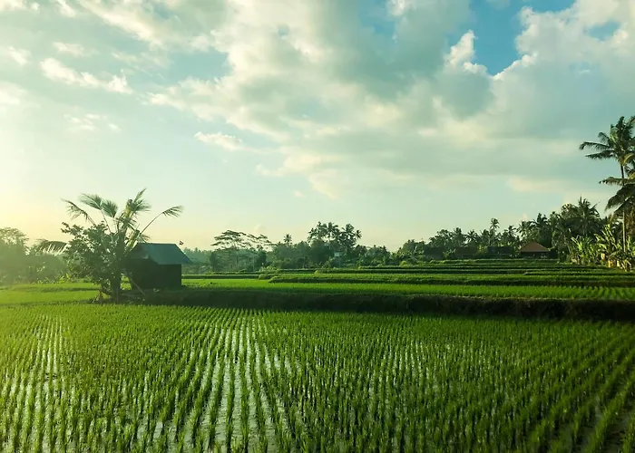 Rayshiva * Ubud